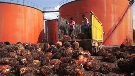 unilever child labour|Global brands profiting from child and forced labour.
